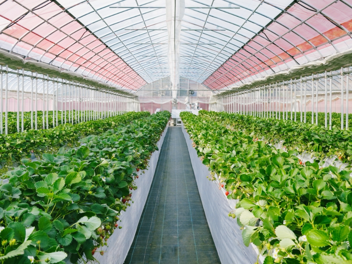 Japanese cultivation