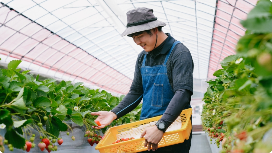 栽培リスクを抑えた安定収益の実現