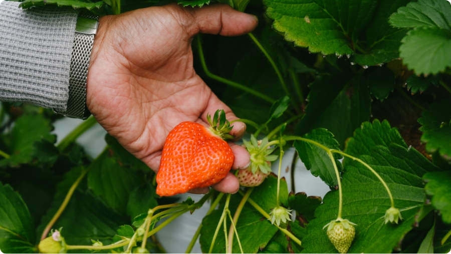 品質・食味に関して