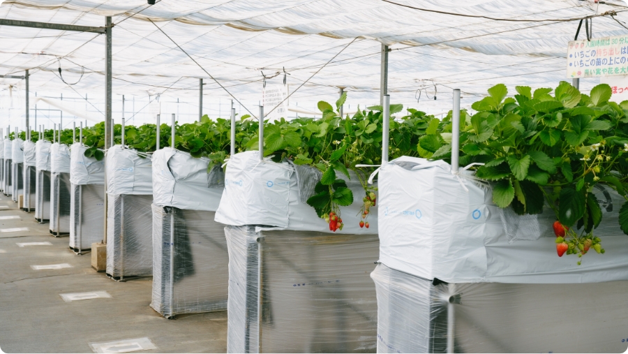 肥培管理に関して