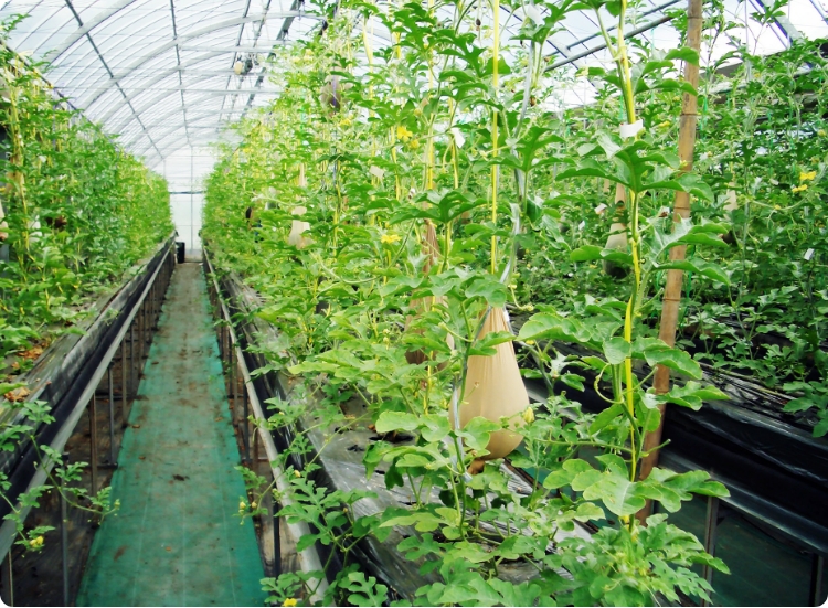 いちご以外の作物への展開