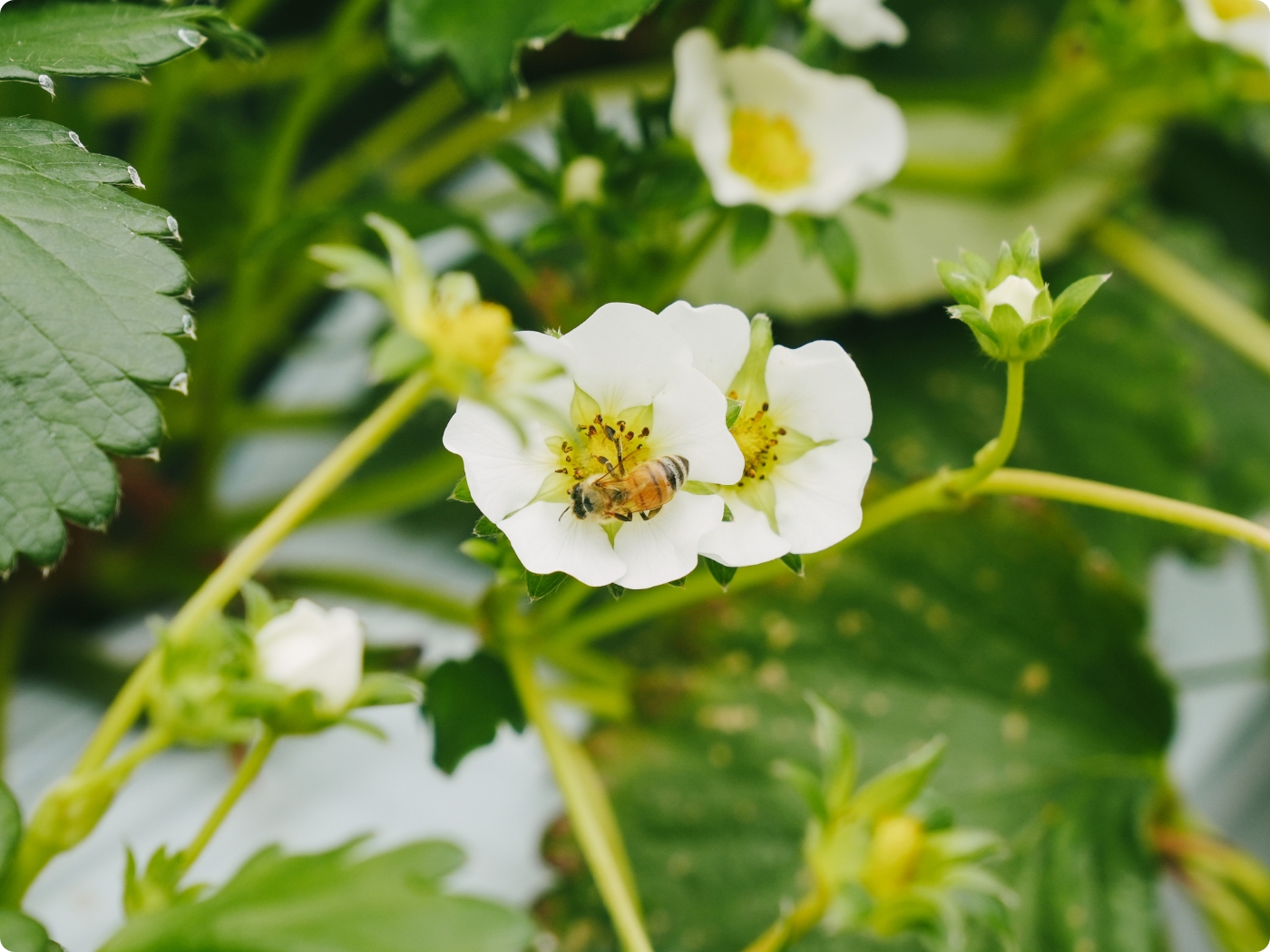 運用支援/継続サポート