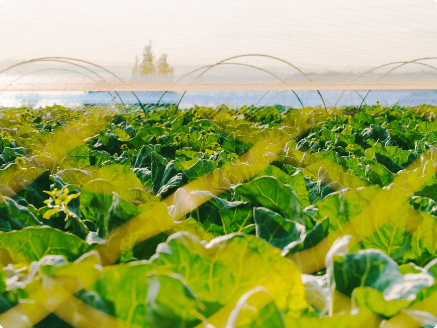 施肥設計/栽培設計