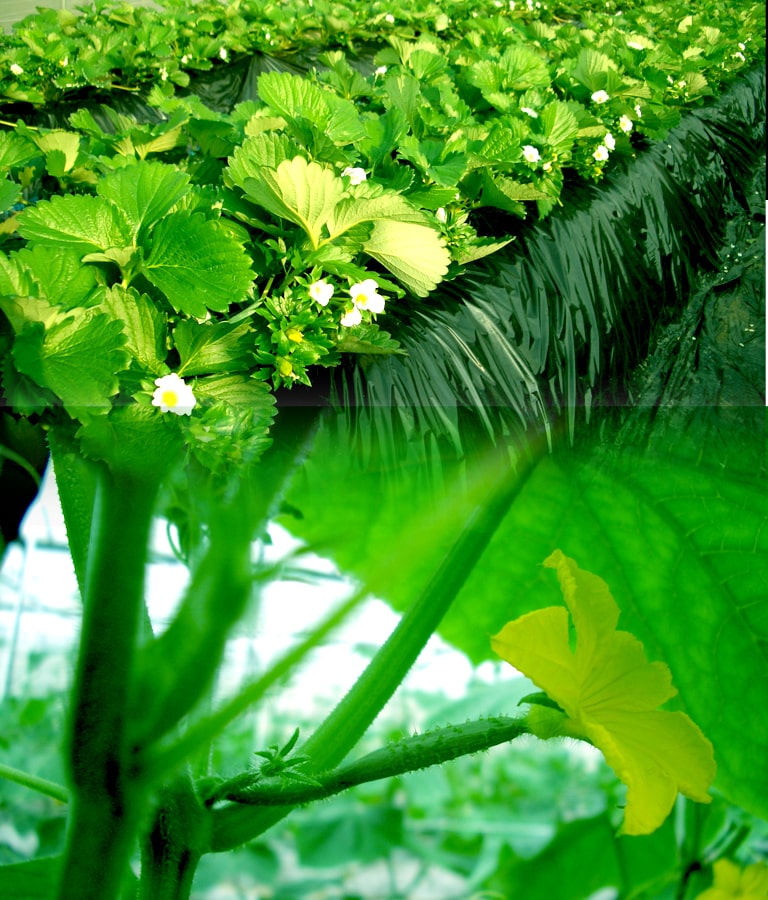 有機醗酵肥料 栽培技術指導で 高収益農業に挑戦するjaht 株式会社ジャット